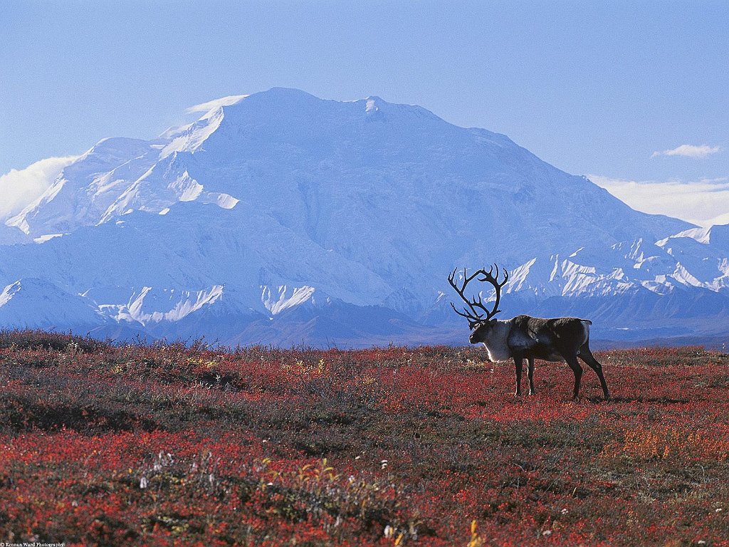 Caribou, Autumn Tundra Denali National Park, Alaska